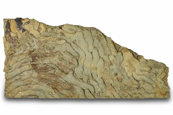 Pennsylvanian, Fossil Microbial Mat - Oklahoma #301936